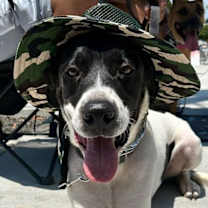 Thumbnail photo of Holstein #3