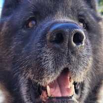 Thumbnail photo of Kito #2