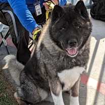 Thumbnail photo of Kito #3