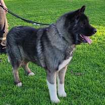 Thumbnail photo of Kito #4