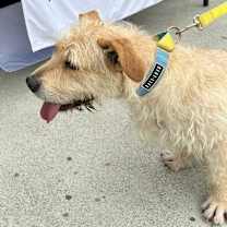 Thumbnail photo of Falcor #3