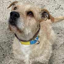 Thumbnail photo of Falcor #4