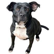 Thumbnail photo of BEE #1