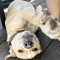 Thumbnail photo of Riley #1