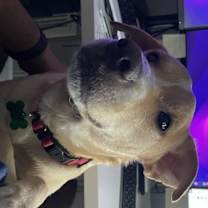 Thumbnail photo of Riley #3