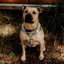 Thumbnail photo of Bodhi #1