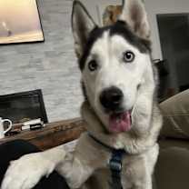 Thumbnail photo of Chassie #1