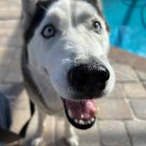 Thumbnail photo of Chassie #3