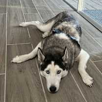 Thumbnail photo of Chassie #4