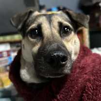 Thumbnail photo of Addison #2