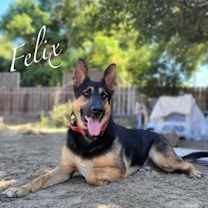 Thumbnail photo of Felix #1