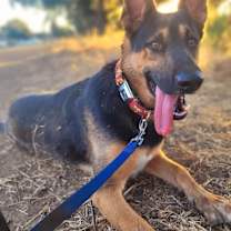 Thumbnail photo of Felix #4