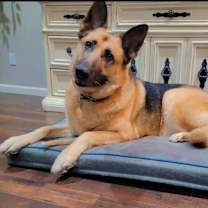 Thumbnail photo of Ginger #1