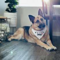 Thumbnail photo of Ginger #2