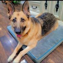 Thumbnail photo of Ginger #3
