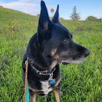 Thumbnail photo of Angus #2