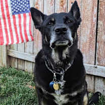 Thumbnail photo of Angus #4