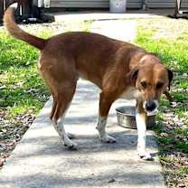 Thumbnail photo of PeeWee #1