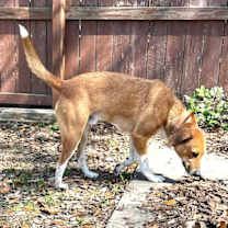 Thumbnail photo of PeeWee #2