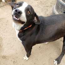 Thumbnail photo of Buster Brown #1