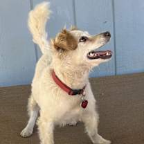 Thumbnail photo of Jordan #4