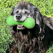 Thumbnail photo of Scully #1