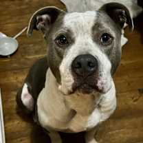 Thumbnail photo of Dillard (adoption fee reduced due to length of time at rescue) #2