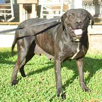 Thumbnail photo of Daffodil (adoption fee reduced due to length of time at rescue) #2