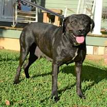 Thumbnail photo of Daffodil (adoption fee reduced due to length of time at rescue) #3