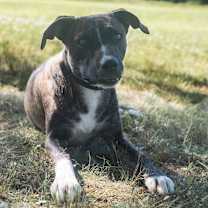 Thumbnail photo of Hotch #4