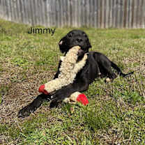 Thumbnail photo of Jimmy #1