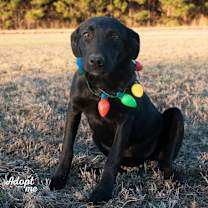 Thumbnail photo of Pugsley #2