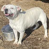 Thumbnail photo of Ethal *Hospice (adoption fee lowered) #1