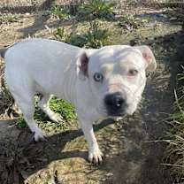 Thumbnail photo of Ethal *Hospice (adoption fee lowered) #2