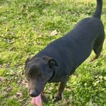 Thumbnail photo of Flopsy #4