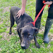 Thumbnail photo of Reisling #1