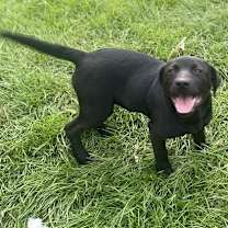 Thumbnail photo of Spaz #1