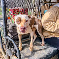 Thumbnail photo of Pepper #1