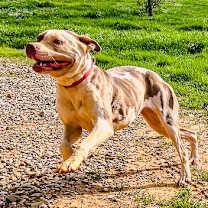 Thumbnail photo of Pepper #3