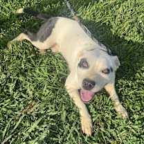 Thumbnail photo of Jesse #1