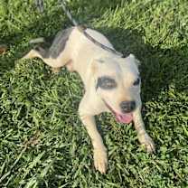 Thumbnail photo of Jesse #3