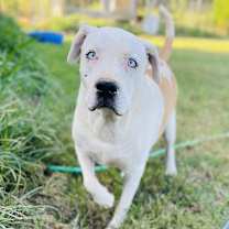 Thumbnail photo of Fred (Adoption fee reduced due to age) #1