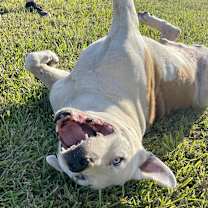 Thumbnail photo of Fred (Adoption fee reduced due to age) #3