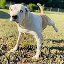 Thumbnail photo of Fred (Adoption fee reduced due to age) #4