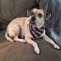 Thumbnail photo of Pugsley Addams #4