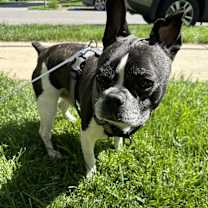 Thumbnail photo of Manny #1