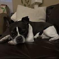 Thumbnail photo of Manny #2