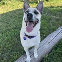 Thumbnail photo of Nymeria #1