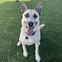 Thumbnail photo of Nymeria #2