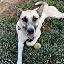 Thumbnail photo of Nymeria #3